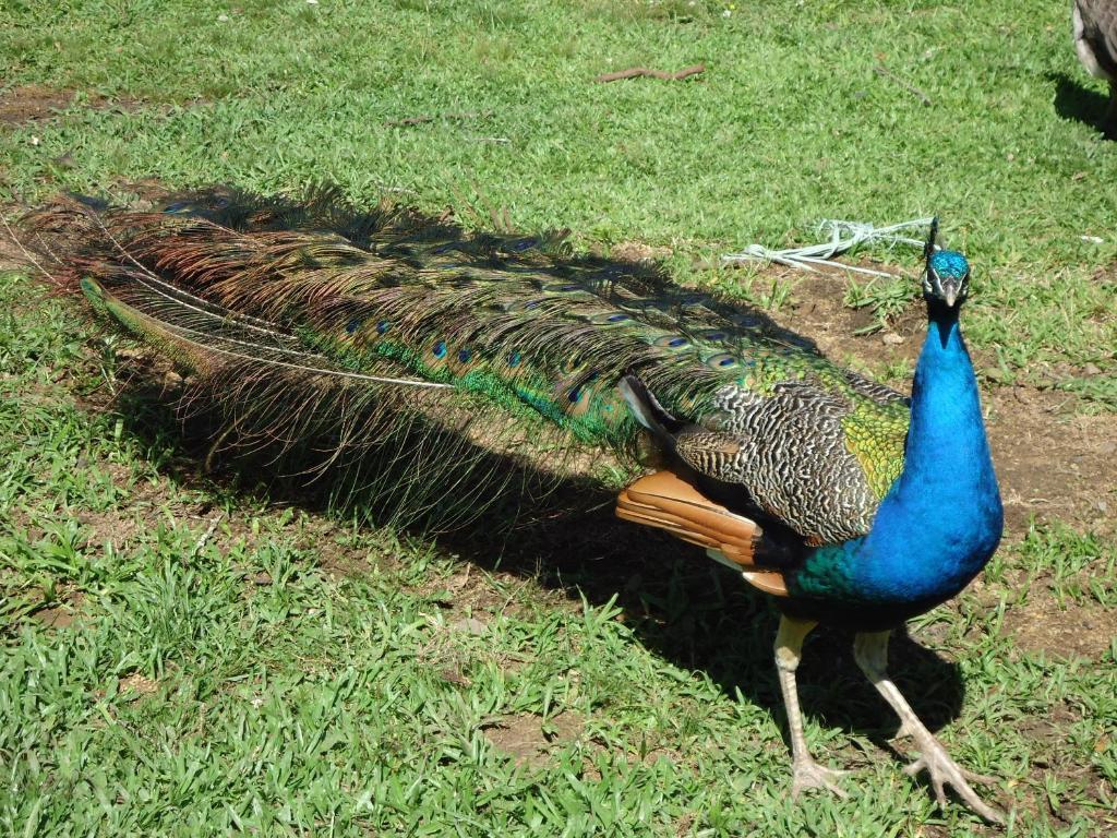Hotel Fazenda Pampas カネラ エクステリア 写真