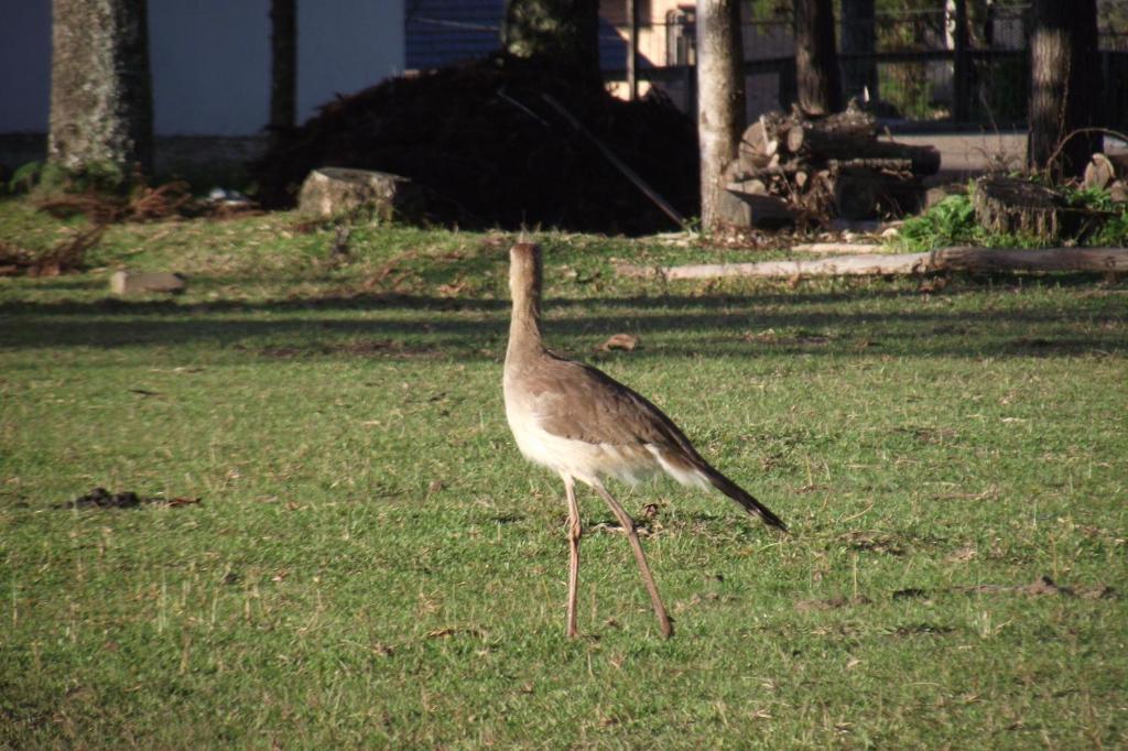 Hotel Fazenda Pampas カネラ エクステリア 写真