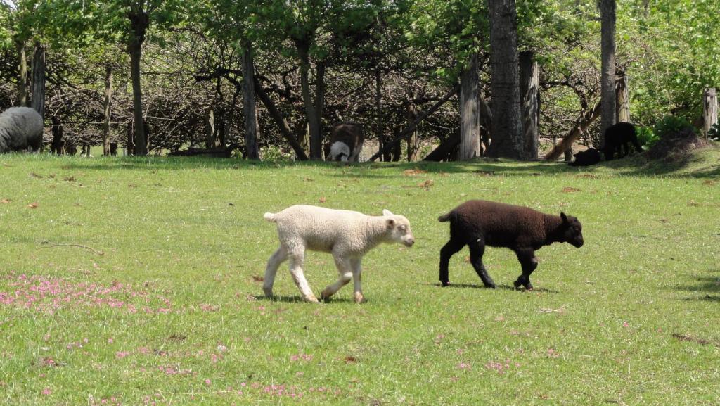 Hotel Fazenda Pampas カネラ エクステリア 写真