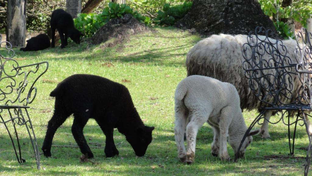Hotel Fazenda Pampas カネラ エクステリア 写真