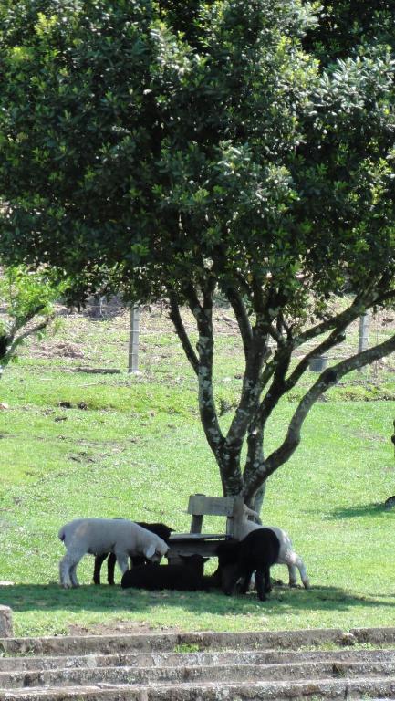 Hotel Fazenda Pampas カネラ エクステリア 写真